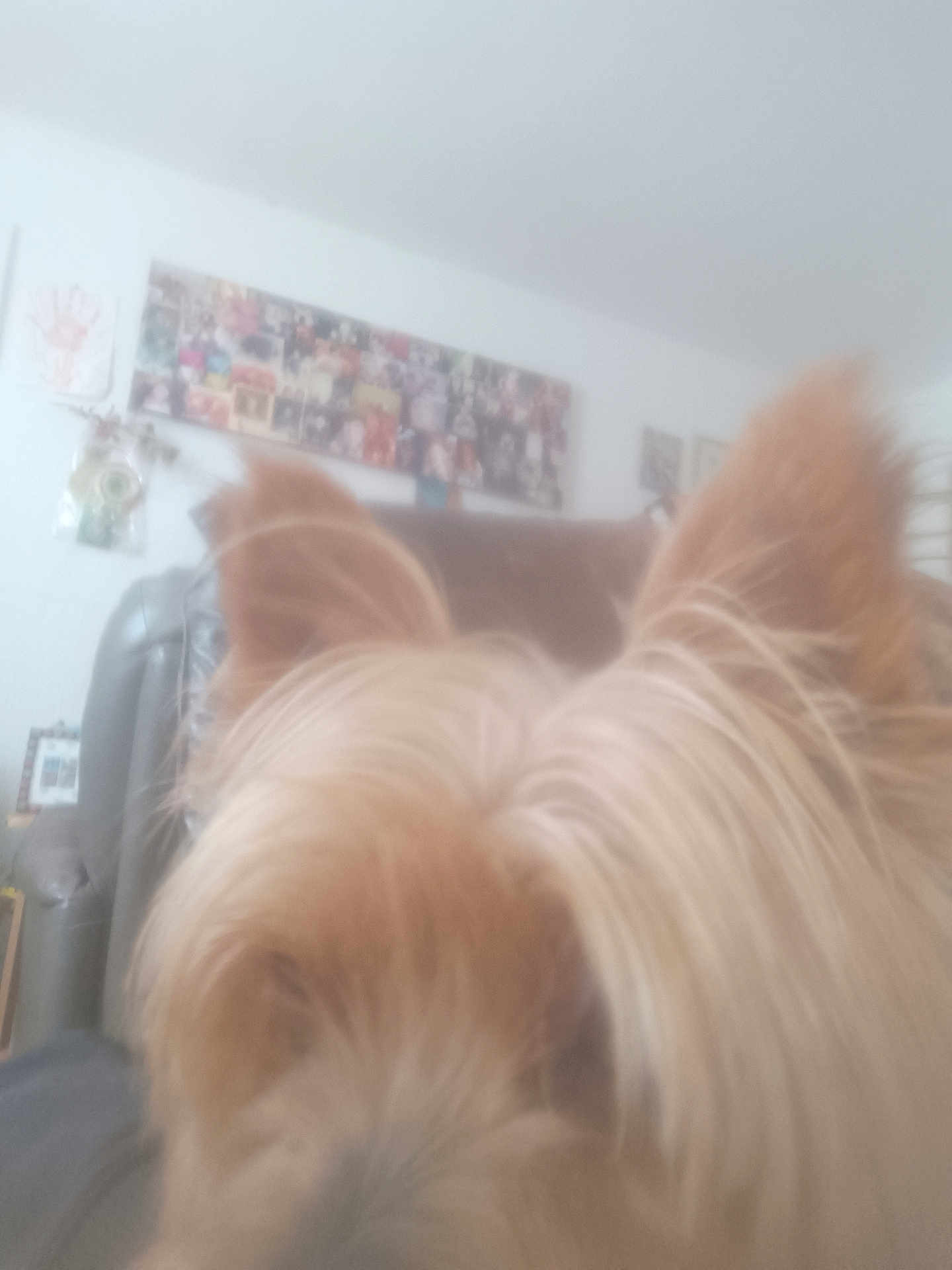 Max a rejoint le concours — aidez-le/la à gagner de superbes lots ! dog, fur, close_up, blurry, indoor, living_room, chair, photocollage, wall, home, pet, animal, brown_fur, ears, hair, domestic_animal, furniture, background, cozy, relaxation