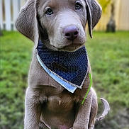 Enoch joined the competition — help win amazing prizes! adorable, animal, background_blur, bandana, blue, cute, dog, ears, fence, fur, garden, grass, nose, outdoor, pet, polka_dot, puppy, sitting, tail, young