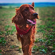 Sadie joined the competition — help win amazing prizes! dog, irish_setter, red_harness, outdoor, nature, dirt_path, greenery, happy, walking, canine, pet, animal, fur, portrait, daylight, friendly, tongue_out, ears_flapping, close_up, blurry_background