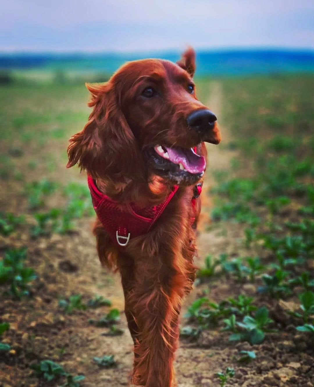 Sadie joined the competition — help win amazing prizes! dog, irish_setter, red_harness, outdoor, nature, dirt_path, greenery, happy, walking, canine, pet, animal, fur, portrait, daylight, friendly, tongue_out, ears_flapping, close_up, blurry_background