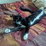 Pickles joined the competition — help win amazing prizes! cat, black_and_white, pet, feline, bed, quilt, patterned, indoor, resting, stretching, paw, green_eyes, fur, animal, cute, relaxed, cozy, domestic, sleepy, whiskers