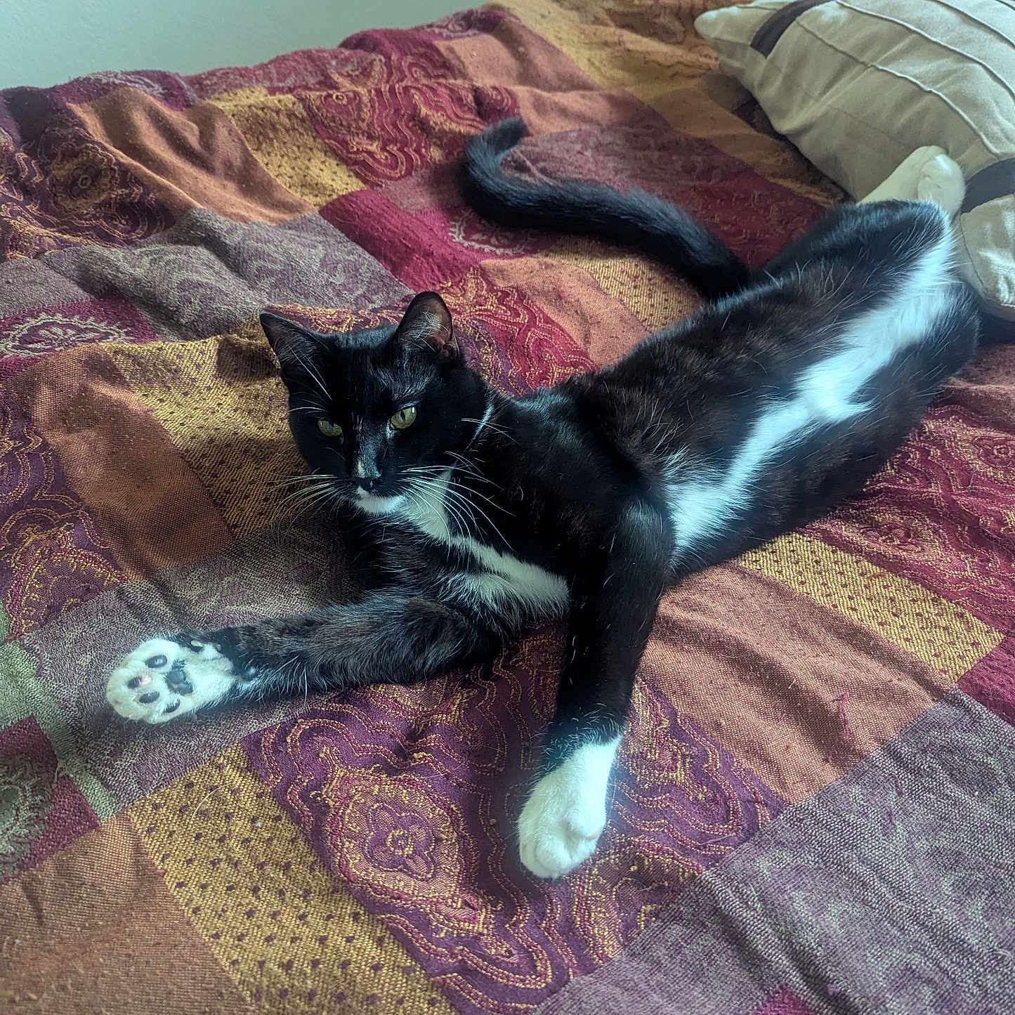 Pickles joined the competition — help win amazing prizes! cat, black_and_white, pet, feline, bed, quilt, patterned, indoor, resting, stretching, paw, green_eyes, fur, animal, cute, relaxed, cozy, domestic, sleepy, whiskers