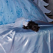 Mary Jane is registered to the contest to win money with this photo: animal, black_dog, blue_color, blue_dress, cute, decor, dog, dress, fabric, floral_pattern, indoor, laying_down, patterned_background, pet, resting, satin, shiny, small_dog, soft_lighting, textile