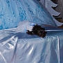 animal, black_dog, blue_color, blue_dress, cute, decor, dog, dress, fabric, floral_pattern, indoor, laying_down, patterned_background, pet, resting, satin, shiny, small_dog, soft_lighting, textile