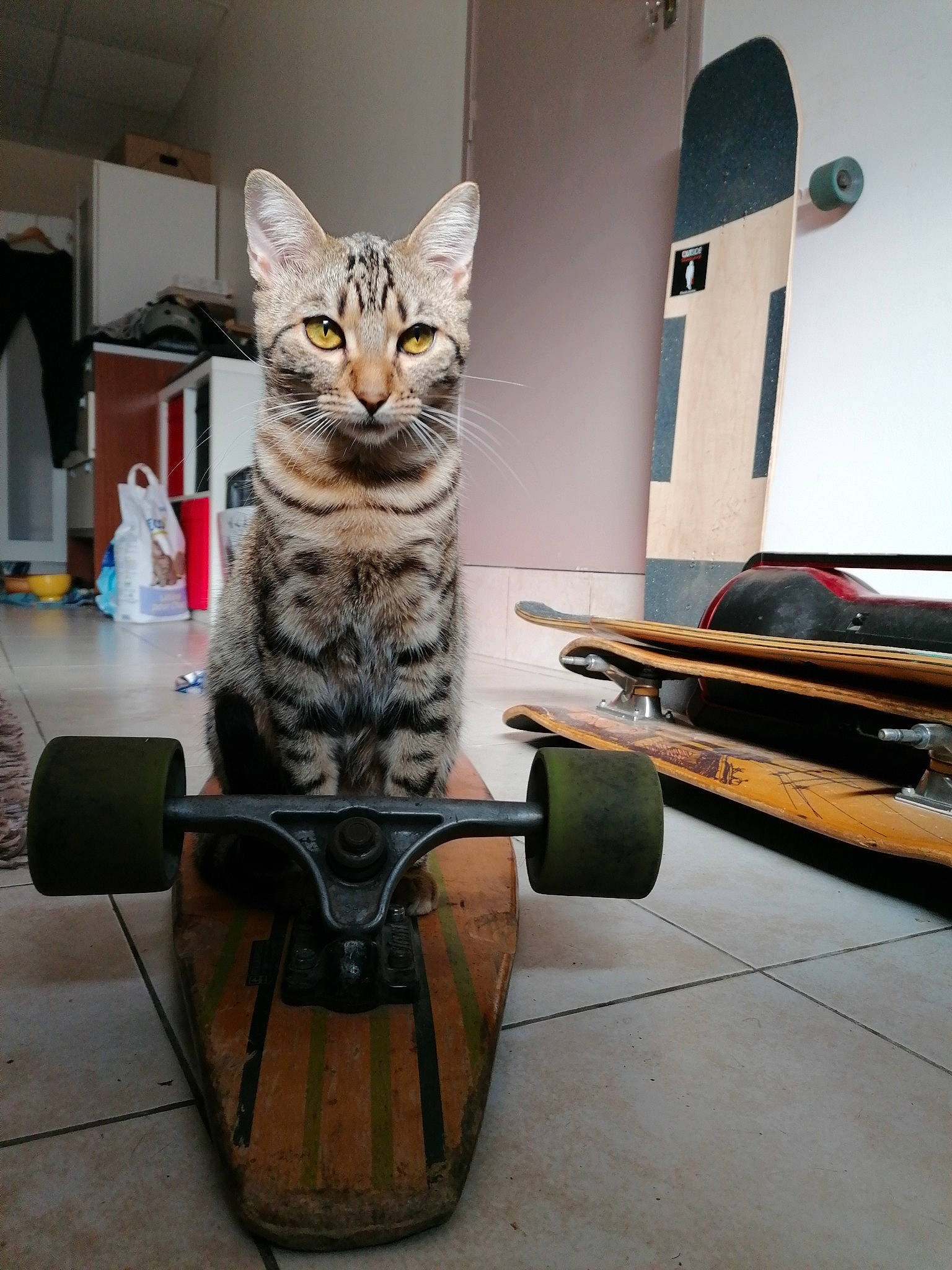Gambit a rejoint le concours — aidez-le/la à gagner de superbes lots ! art, automotive_tire, bicycle_tire, box, carnivore, cat, domestic_short_haired_cat, felidae, floor, flooring, fur, metal, rim, room, small_to_medium_sized_cats, tail, tire, wheel, whiskers, wood