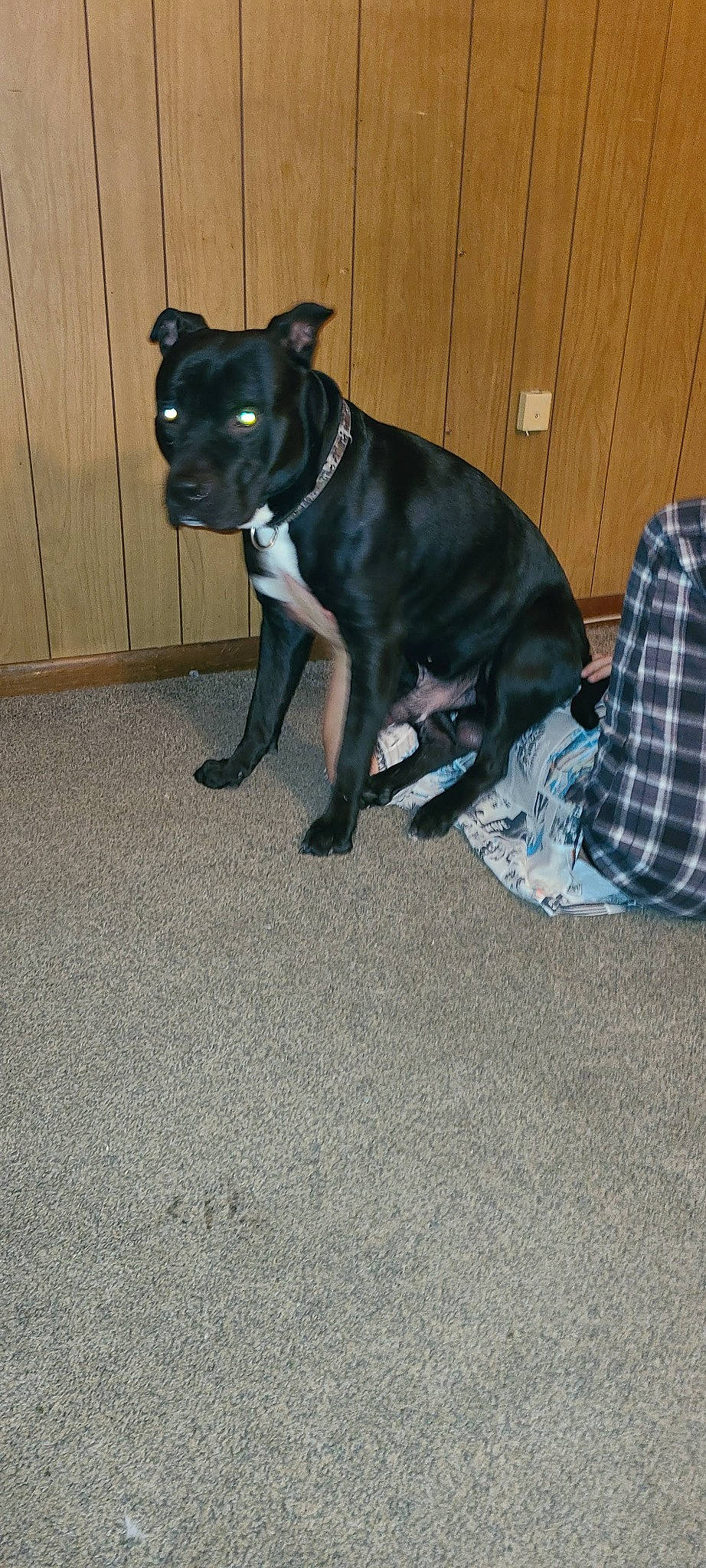 Shadow joined the competition — help win amazing prizes! borador, carnivore, collar, companion_dog, dog, dog_breed, dog_collar, dog_supply, fawn, flooring, fur, guard_dog, pattern, plaid, snout, sporting_group, tail, tartan, whiskers, working_animal