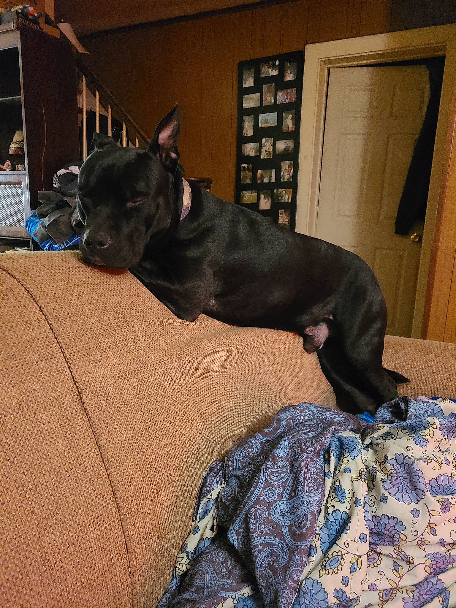 Shadow is registered to the contest to win money with this photo: canidae, carnivore, comfort, companion_dog, couch, dog, dog_breed, dog_collar, door, ear, fawn, felidae, guard_dog, room, snout, sporting_group, tail, toy_dog, whiskers, working_animal