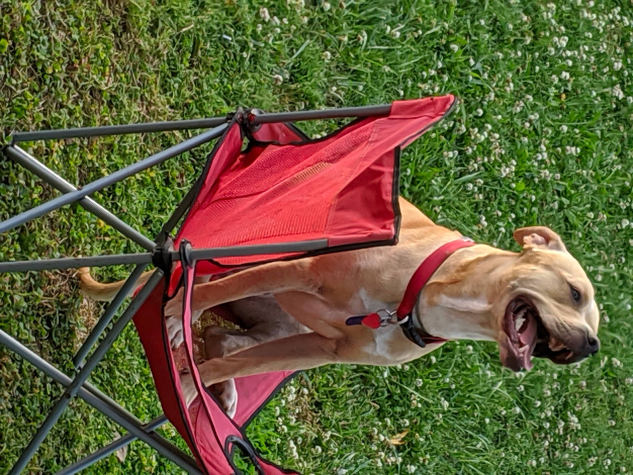 Boss is registered to the contest to win money with this photo: canidae, carnivore, dog, dog_breed, fawn, grass, non_sporting_group