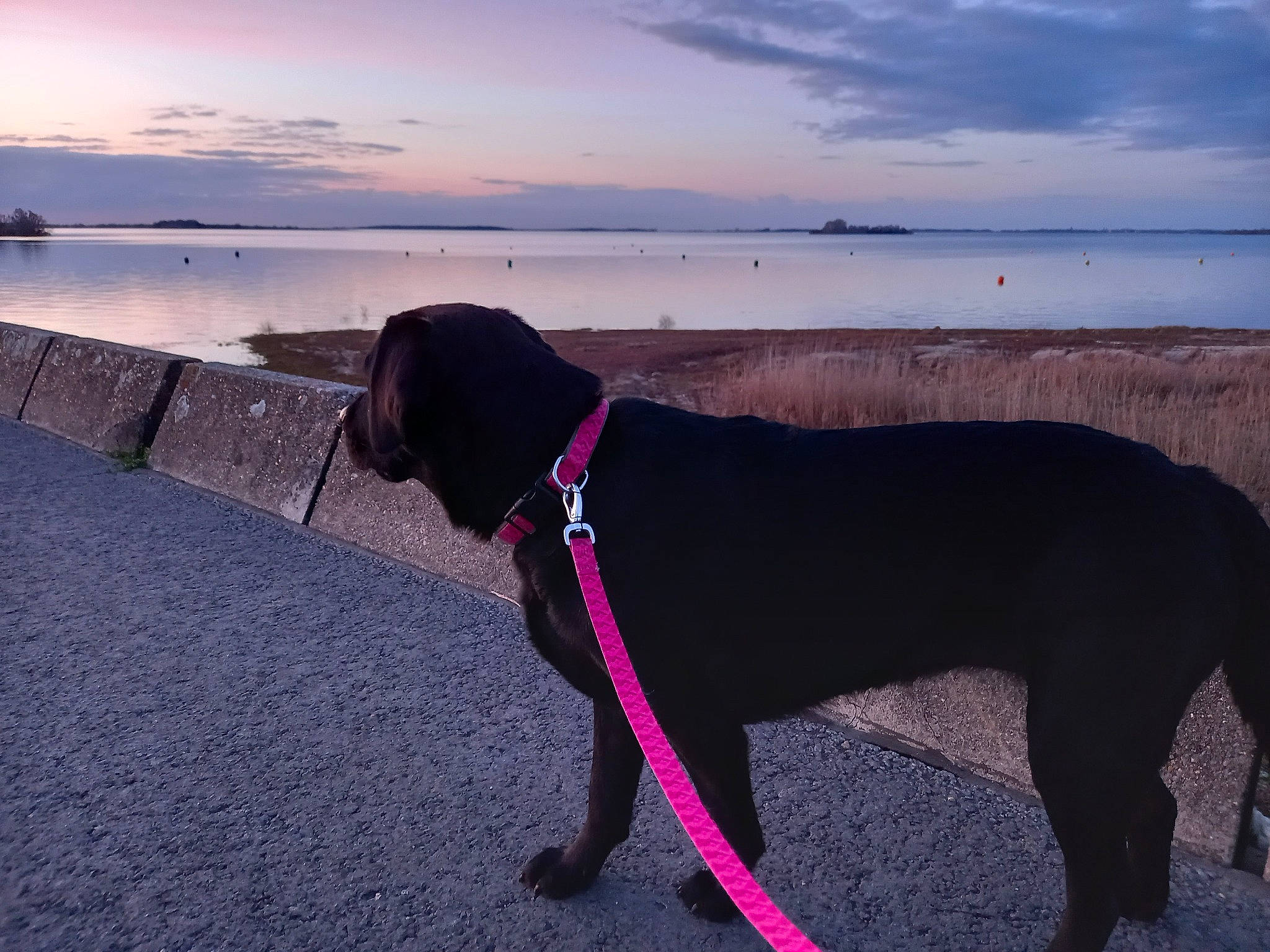 Samba participe au concours pour gagner de l'argent avec cette photo : carnivore, cloud, collar, companion_dog, dog, dog_breed, dog_collar, fashion_accessory, fawn, gun_dog, horizon, lake, leash, pet_supply, sky, snout, sporting_group, tail, water, working_animal