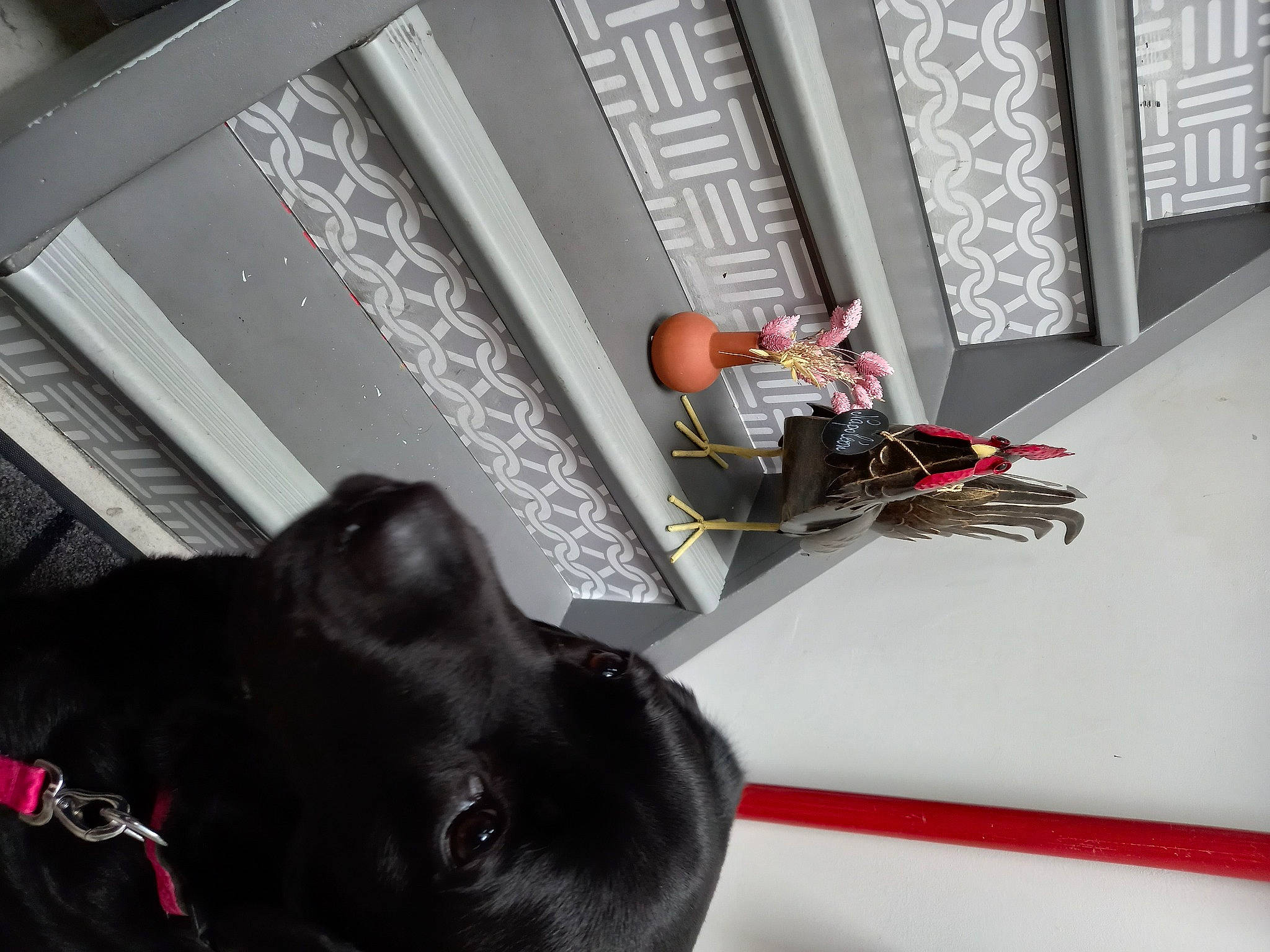 Samba a rejoint le concours — aidez-le/la à gagner de superbes lots ! black, canidae, carmine, carnivore, collar, comfort, companion_dog, dog, dog_breed, dog_collar, flooring, fur, guard_dog, room, snout, sporting_group, tail, waste_container, white, working_animal