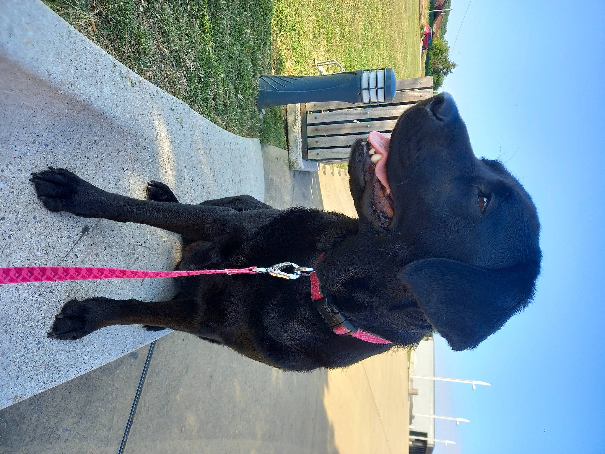 Samba a rejoint le concours — aidez-le/la à gagner de superbes lots ! canidae, collar, concrete, dog, dog_breed, dog_collar, fun, gesture, guard_dog, leash, plant, road_surface, rope, sculpture, sky, snout, sporting_group, stallion, tail, working_animal