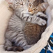 Hello Kitty a rejoint le concours — aidez-le/la à gagner de superbes lots ! cat, kitten, snuggling, cuddle, basket, fur, pet, animal, cute, sleepy, cozy, soft, tabby, gray, brown, whiskers, ears, closeup, resting, companion