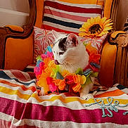 Nina a rejoint le concours — aidez-le/la à gagner de superbes lots ! cat, flower_lei, striped_blanket, armchair, sunflower, vintage_furniture, indoor, pet, colorful, white_cat, black_spots, cozy, decor, sitting, cute, domestic_animal, feline, soft_lighting, relaxed, portrait
