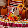 cat, flower_lei, striped_blanket, armchair, sunflower, vintage_furniture, indoor, pet, colorful, white_cat, black_spots, cozy, decor, sitting, cute, domestic_animal, feline, soft_lighting, relaxed, portrait