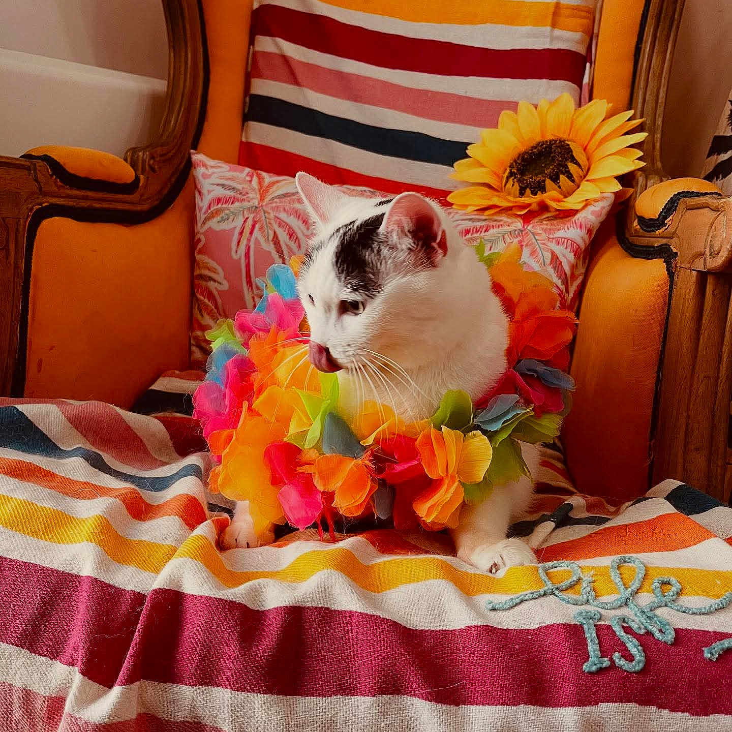 Nina a rejoint le concours — aidez-le/la à gagner de superbes lots ! armchair, black_spots, cat, colorful, cozy, cute, decor, domestic_animal, feline, flower_lei, indoor, pet, portrait, relaxed, sitting, soft_lighting, striped_blanket, sunflower, vintage_furniture, white_cat
