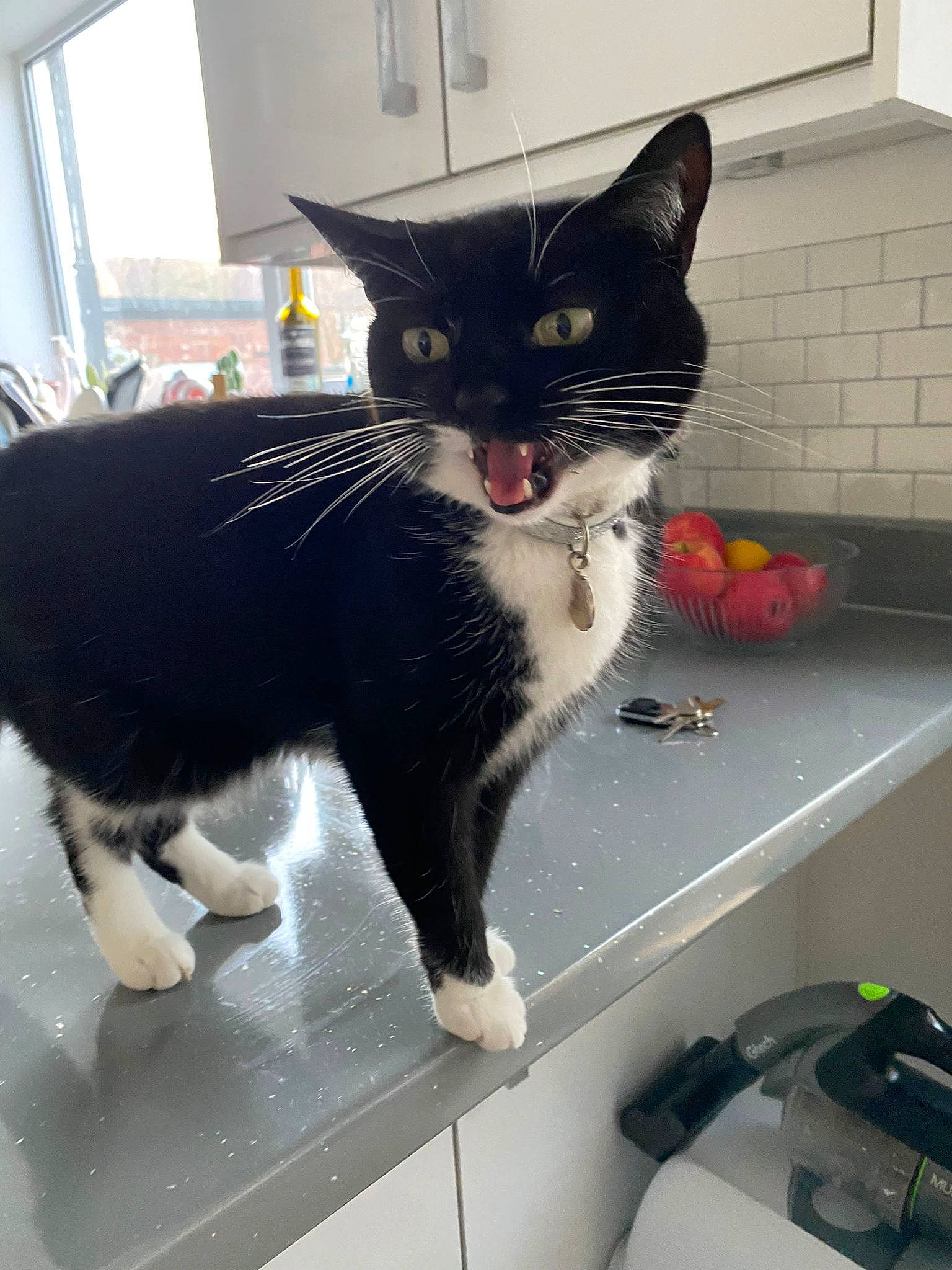 Jessica is registered to the contest to win money with this photo: black_cat, carnivore, cat, domestic_short_haired_cat, felidae, flooring, fur, paw, small_to_medium_sized_cats, snout, tail, whiskers, window