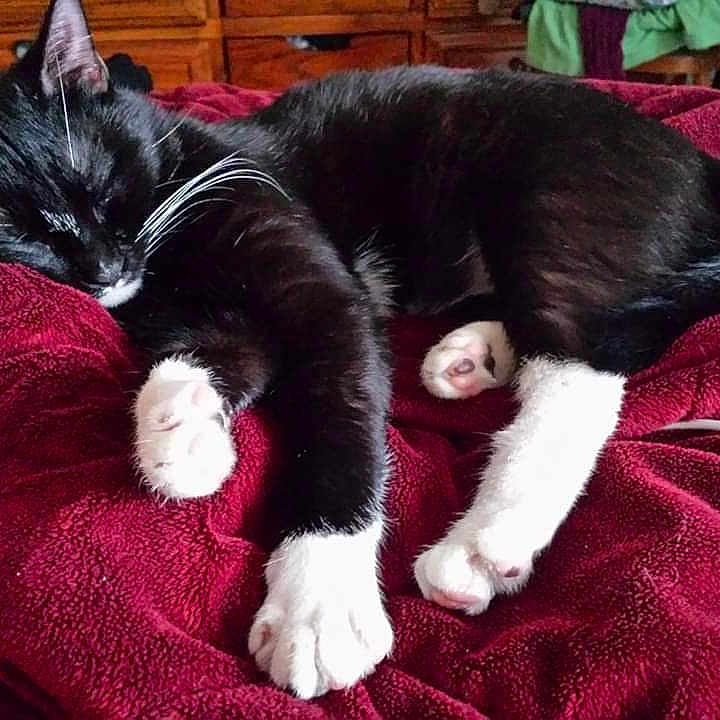 Knucks joined the competition — help win amazing prizes! animal, bed, bedroom, blanket, cat, couch, cushion, furniture, hardwood, homedecor, indoors, kitten, manx, maroon, person, pet, quilt, room, sleeping, velvet