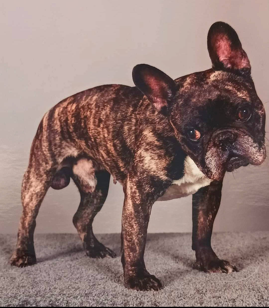 Gizmo a rejoint le concours — aidez-le/la à gagner de superbes lots ! ancient_dog_breeds, boston_terrier, bulldog, canidae, carnivore, companion_dog, dog, dog_breed, ear, fawn, french_bulldog, liver, non_sporting_group, snout, sporting_group, tail, terrestrial_animal, toy_dog, whiskers, working_animal