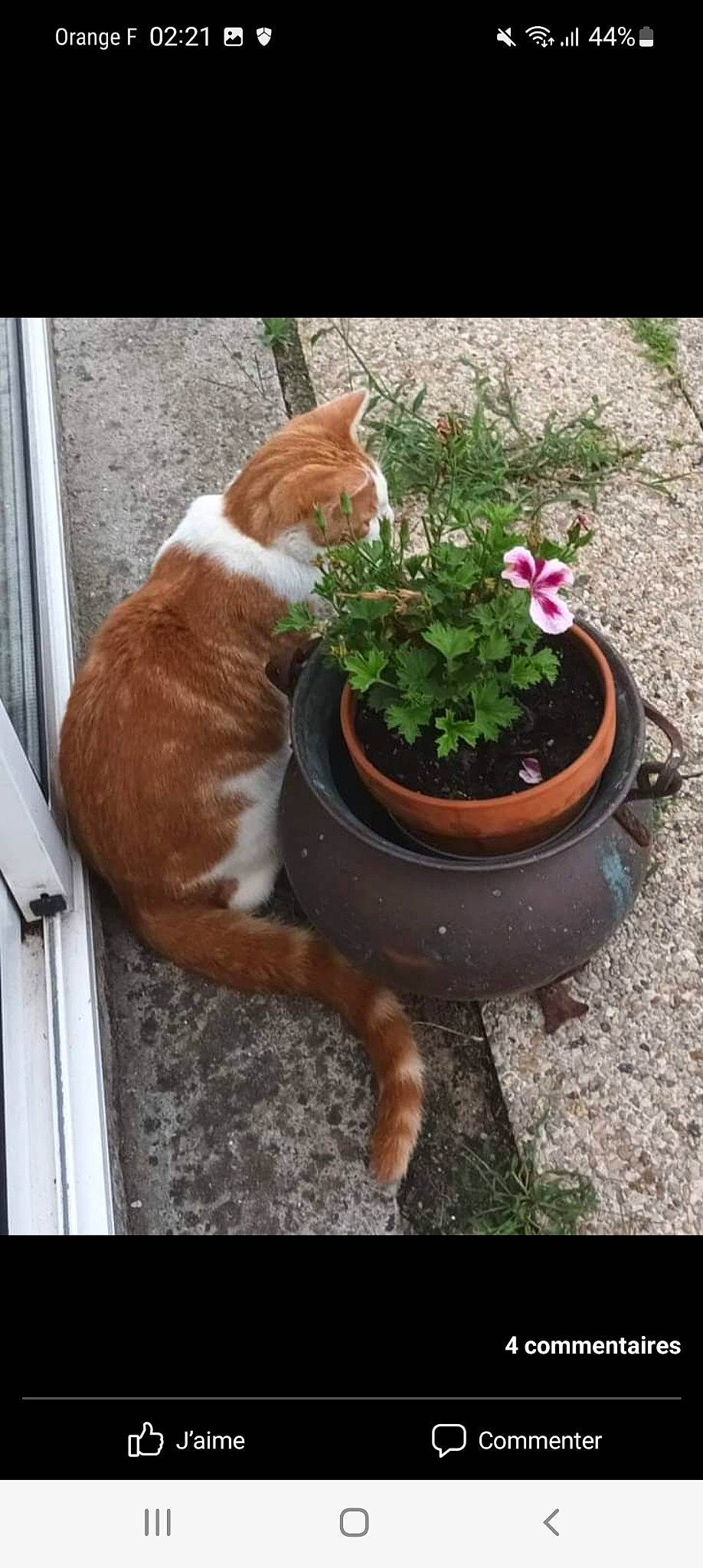 Snoopy participe au concours pour gagner de l'argent avec cette photo : annual_plant, carnivore, cat, companion_dog, fawn, felidae, flower, flowerpot, fur, grass, groundcover, herbaceous_plant, houseplant, petal, plant, small_to_medium_sized_cats, tail, whiskers, window, wood