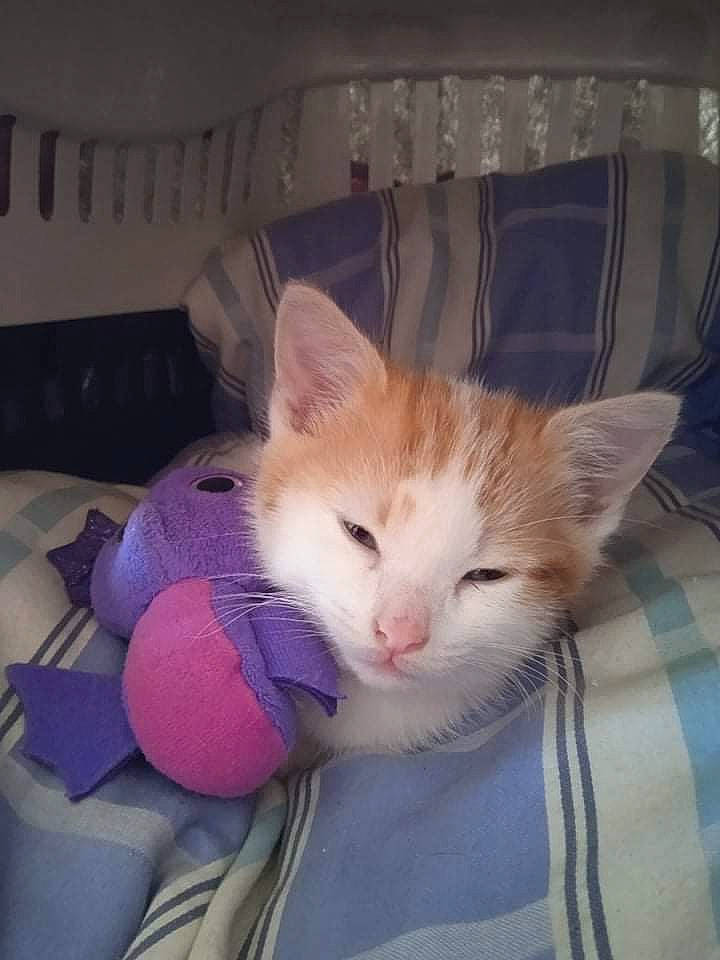 Snoopy participe au concours pour gagner de l'argent avec cette photo : box, carnivore, cat, comfort, domestic_short_haired_cat, eye, fawn, felidae, fur, head, human_leg, lap, linens, paw, plant, small_to_medium_sized_cats, snout, tail, whiskers, wood