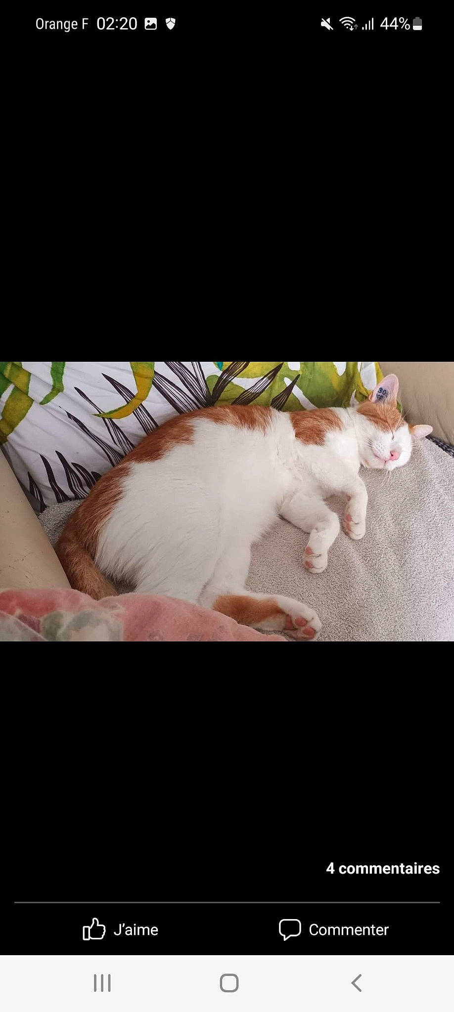 Snoopy participe au concours pour gagner de l'argent avec cette photo : canidae, carnivore, cat, claw, comfort, companion_dog, domestic_short_haired_cat, fawn, felidae, foot, fur, gesture, nap, paw, photo_caption, small_to_medium_sized_cats, square, tail, whiskers