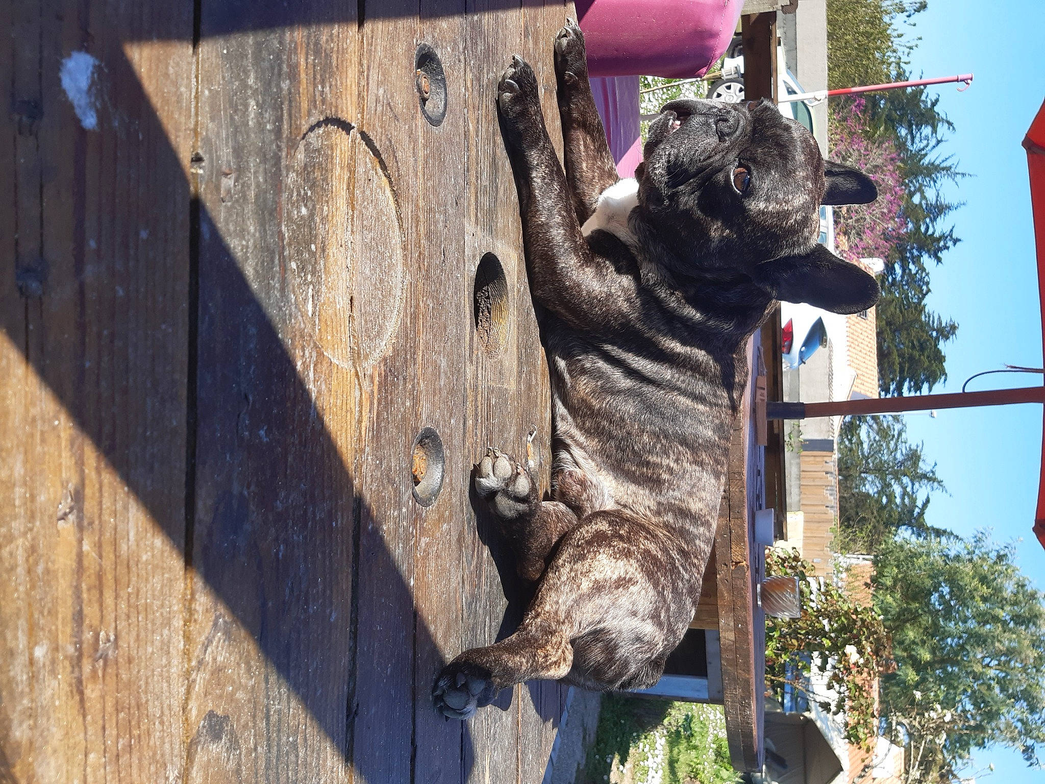 Gizmo a rejoint le concours — aidez-le/la à gagner de superbes lots ! art, canidae, carnivore, dog, dog_breed, fawn, felidae, fur, sculpture, sky, small_to_medium_sized_cats, snout, sporting_group, tail, tree, trunk, vertebrate, window, wood, working_animal