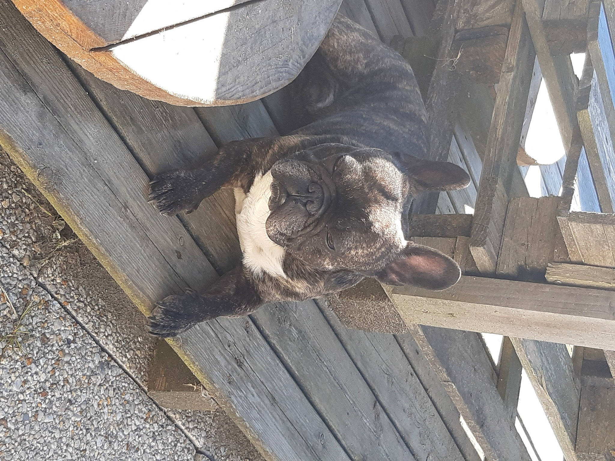 Gizmo participe au concours pour gagner de l'argent avec cette photo : auto_part, automotive_tire, automotive_wheel_system, carnivore, domestic_short_haired_cat, flooring, foot, fur, grey, hardwood, human_leg, metal, road_surface, sculpture, snout, sporting_group, tail, vertebrate, wood, working_animal