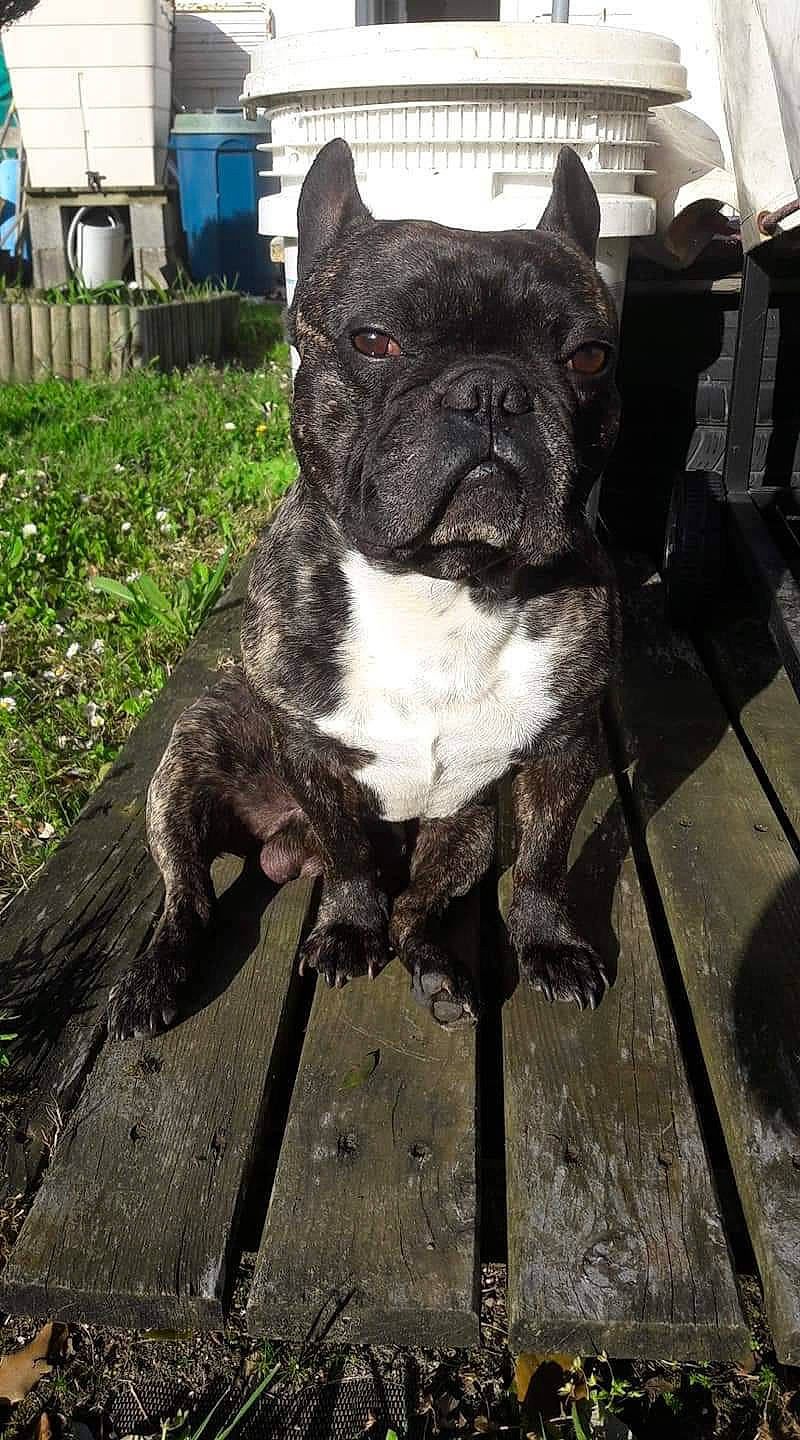 Gizmo participe au concours pour gagner de l'argent avec cette photo : bulldog, canidae, carnivore, collar, companion_dog, dog, dog_breed, dog_collar, fawn, french_bulldog, fur, grass, molosser, plant, snout, terrestrial_animal, toy_dog, whiskers, working_animal, wrinkle