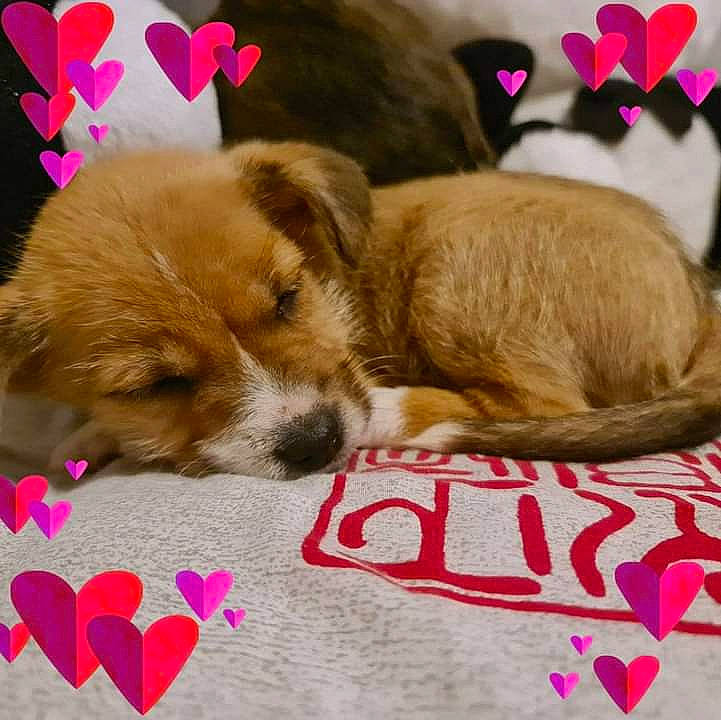 Taïga participe au concours pour gagner de l'argent avec cette photo : carnivore, comfort, companion_dog, dog, dog_breed, dog_supply, fur, love, magenta, mammal, nap, paw, petal, pink, puppy_love, sleep, toy_dog