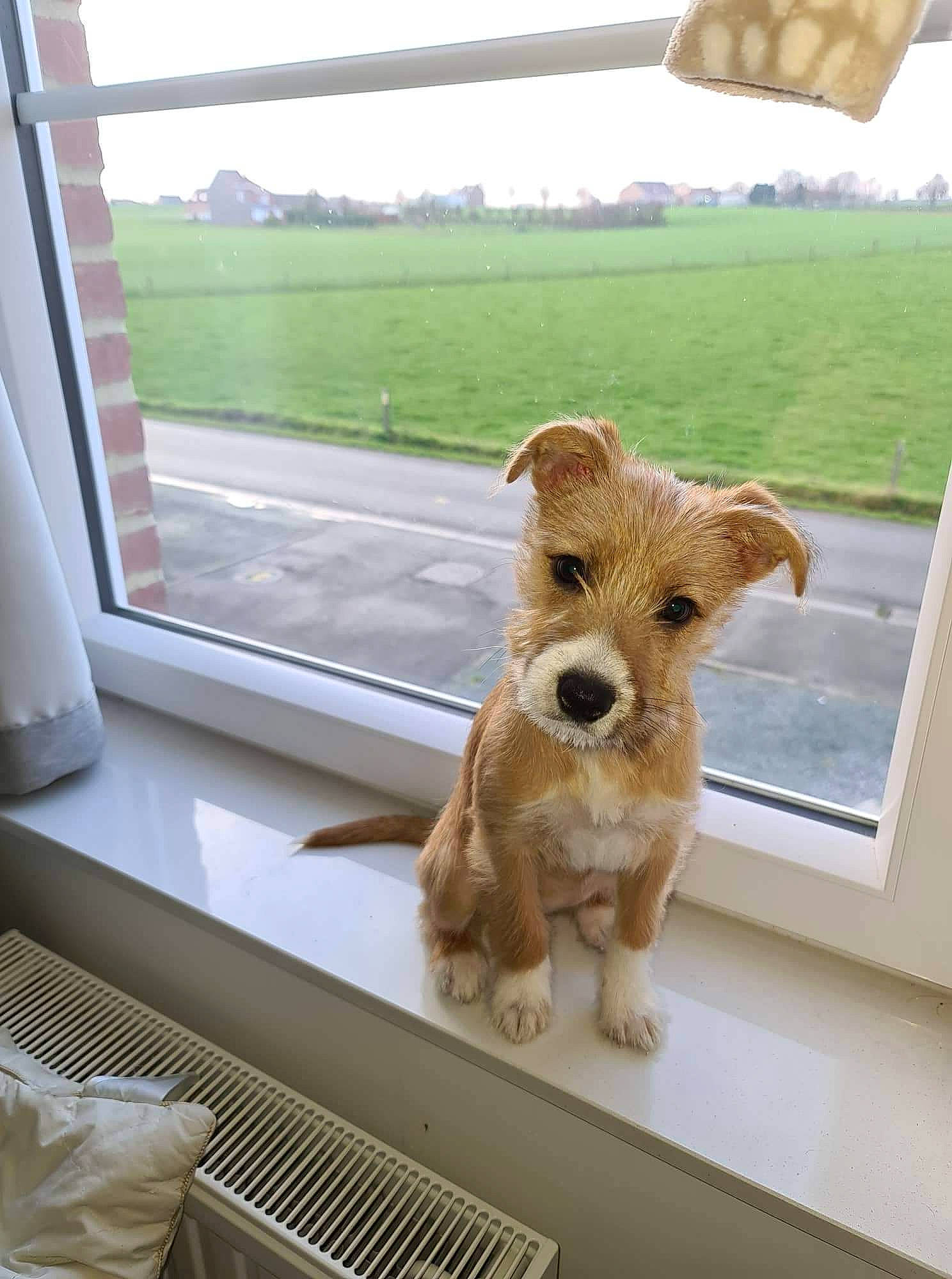 Taïga participe au concours pour gagner de l'argent avec cette photo : canidae, carnivore, companion_dog, dog, dog_breed, dog_supply, fawn, fur, pet_supply, shade, sky, snout, sporting_group, tints_and_shades, toy, toy_dog, vehicle_door, window, wood, working_animal