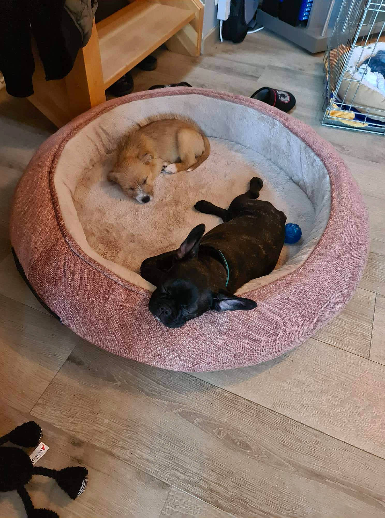 Taïga a rejoint le concours — aidez-le/la à gagner de superbes lots ! canidae, carnivore, collar, comfort, companion_dog, dog, dog_bed, dog_breed, dog_supply, fawn, floor, flooring, hardwood, nap, pet_supply, shoe, snout, sporting_group, toy_dog, working_animal