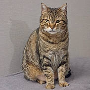 Stéphanie Daillé a rejoint le concours — aidez-le/la à gagner de superbes lots ! cat, tabby, feline, pet, animal, sitting, fur, whiskers, ears, indoor, gray_background, domestic_cat, looking, alert, soft_surface, striped_fur, mammal, cute, portrait, closeup