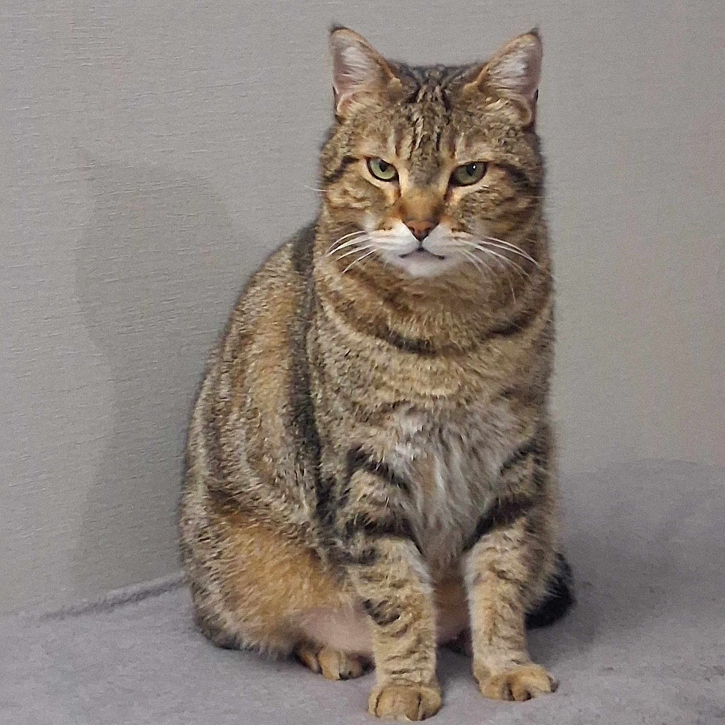 Stéphanie Daillé a rejoint le concours — aidez-le/la à gagner de superbes lots ! alert, animal, cat, closeup, cute, domestic_cat, ears, feline, fur, gray_background, indoor, looking, mammal, pet, portrait, sitting, soft_surface, striped_fur, tabby, whiskers