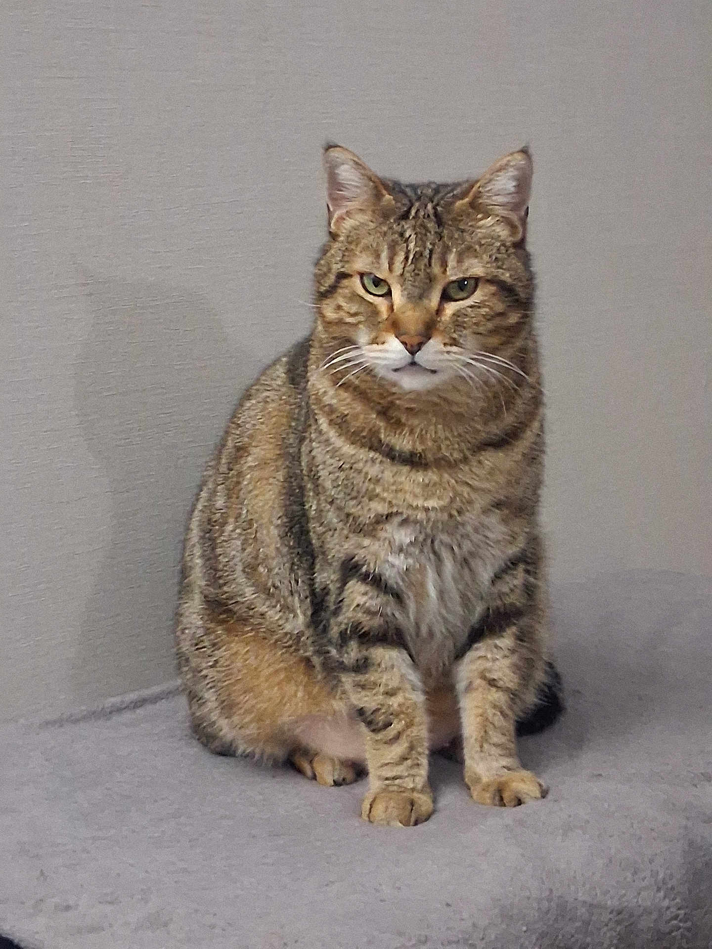 Stéphanie Daillé a rejoint le concours — aidez-le/la à gagner de superbes lots ! cat, tabby, feline, pet, animal, sitting, fur, whiskers, ears, indoor, gray_background, domestic_cat, looking, alert, soft_surface, striped_fur, mammal, cute, portrait, closeup