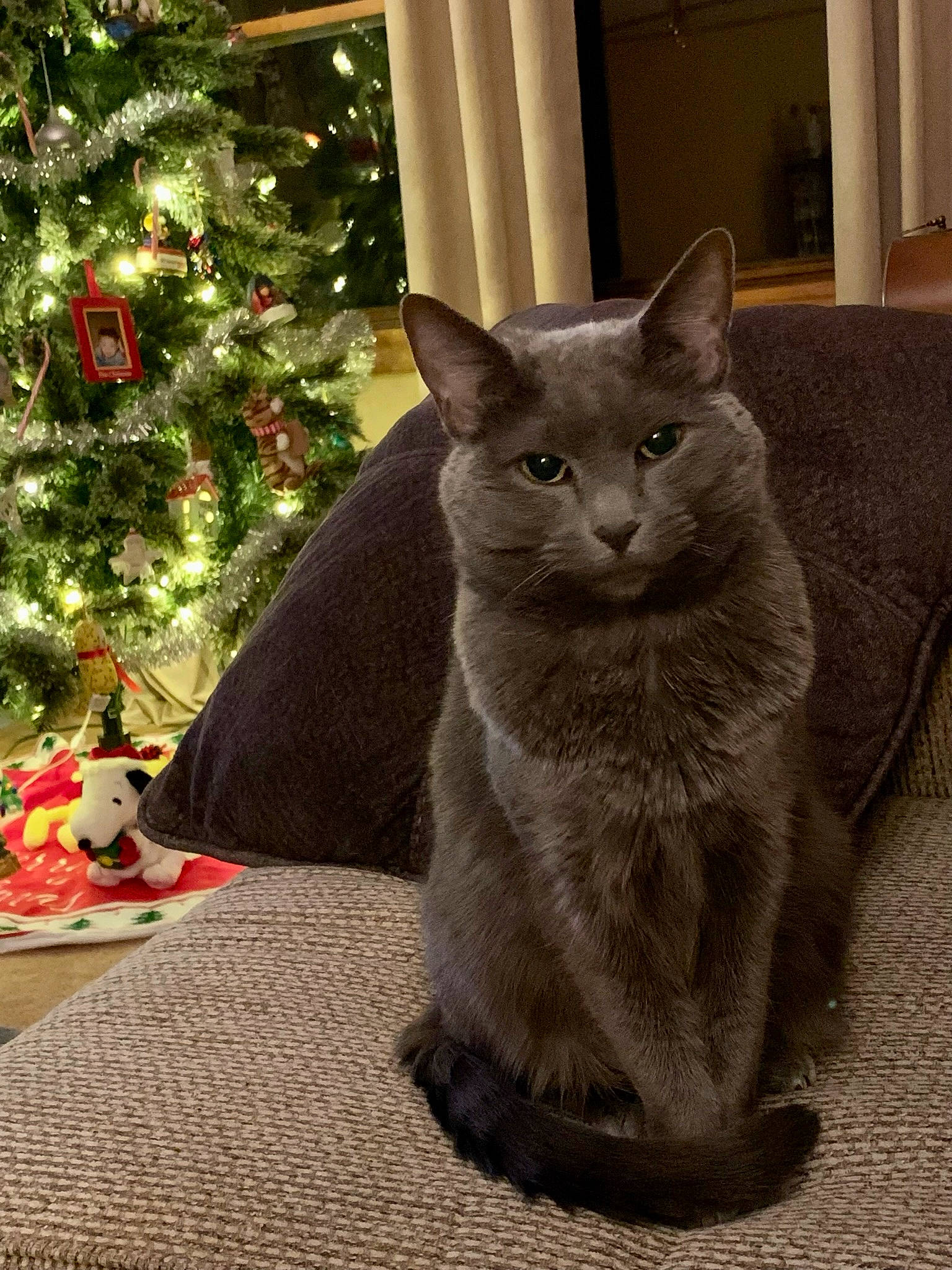 Jade is registered to the contest to win money with this photo: carmine, carnivore, cat, christmas_decoration, christmas_ornament, christmas_tree, conifer, domestic_short_haired_cat, event, felidae, grey, holiday, mammal, plant, russian_blue, small_to_medium_sized_cats, tail, vertebrate, whiskers, window