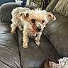 animal, brown, companion, cozy, curious, cute, dog, furniture, household, indoor, leather_couch, living_room, pet, plant, portrait, scruffy, small_dog, tongue_out, white_fur, window