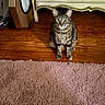 animal, brown, cat, clock, cozy, cream, curious, decor, domestic, dresser, floor, furniture, home, indoor, pet, rug, sitting, tabby_cat, vintage, wooden_floor