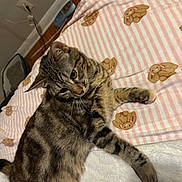 Gracie joined the competition — help win amazing prizes! animal, blanket, bunny_pattern, cat, cozy, cute, ears, feline, floor, fur, home, indoor, lying_down, paw, pet, relaxed, striped, striped_blanket, tabby, whiskers