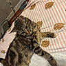 animal, blanket, bunny_pattern, cat, cozy, cute, ears, feline, floor, fur, home, indoor, lying_down, paw, pet, relaxed, striped, striped_blanket, tabby, whiskers