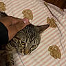 animal, blanket, bunny_pattern, cat, close_up, comfort, cozy, cute, domestic, feline, floor, hand, indoor, paw, petting, resting, soft_texture, striped_blanket, tabby_cat, wooden_floor