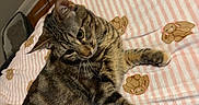 Gracie is registered to the contest to win money with this photo: animal, bed, blanket, bunny_pattern, cat, cozy, cute, domestic, feline, fur, indoor, mammal, pet, relaxed, resting, sleepy, soft, striped, tabby, whiskers