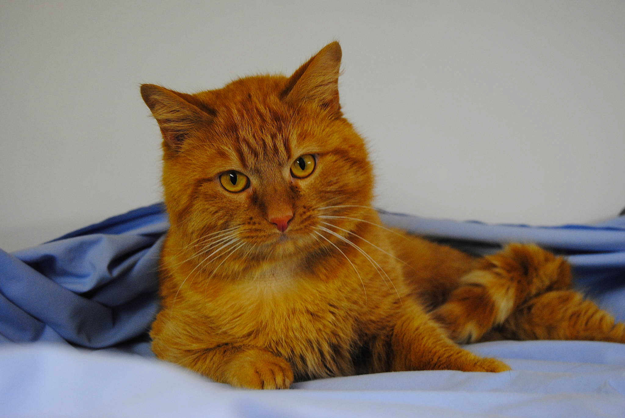 Barney a rejoint le concours — aidez-le/la à gagner de superbes lots !