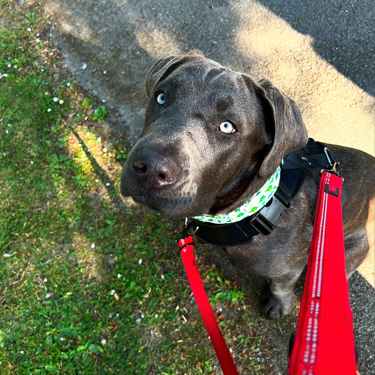 Moose joined the competition — help win amazing prizes! animal, black_dog, blue_eyes, canine, close_up, collar, daylight, dog, grass, green_collar, leash, looking_up, outdoor, pavement, pet, red_leash, shadow, sidewalk, sunlight, walking