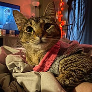 Aloy joined the competition — help win amazing prizes! bed, blanket, cat, closeup, comfort, cozy, curtains, domestic_animal, fur, furniture, indoor, lamp, pet, relaxing, resting, sweater, tabby_cat, television, warm_lighting, whiskers