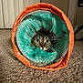 Aloy is registered to the contest to win money with this photo: animal, carpet, cat, cozy, curious, cute, domestic, feline, fur, home, indoor, lighting, looking, orange, pet, playful, tunnel_toy, turquoise, whiskers, wide_eyes