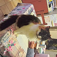 Pucca a rejoint le concours — aidez-le/la à gagner de superbes lots ! box, british_longhair, carnivore, cat, comfort, companion_dog, felidae, flooring, fur, picture_frame, small_to_medium_sized_cats, tail, whiskers