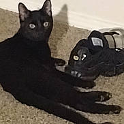 Bryson is registered to the contest to win money with this photo: animal, black_cat, carpet, cat, curious, domestic_animal, ears, eyes, feline, floor, home, indoor, laying_down, looking, pet, resting, shadow, shoes, sneakers, whiskers