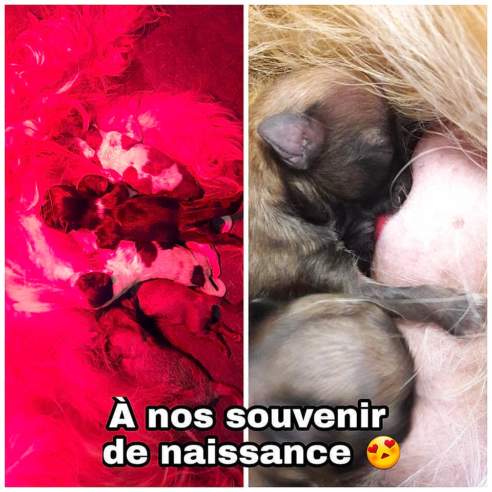 N'Amour Du Paradis D'Aphrodite participe au concours pour gagner de l'argent avec cette photo : beauty, cat, companion_dog, eyelash, fashion_accessory, felidae, flower, font, fur, happy, liver, magenta, paw, petal, photo_caption, plant, selfie, snout, stock_photography, whiskers