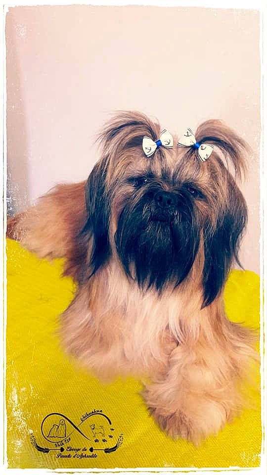 N'Amour Du Paradis D'Aphrodite a rejoint le concours — aidez-le/la à gagner de superbes lots ! biewer_terrier, canidae, carnivore, companion_dog, dog, dog_breed, dog_supply, fashion_accessory, fawn, fur, liver, maltepoo, non_sporting_group, pet_supply, rectangle, shih_tzu, sporting_group, square, toy_dog, working_animal