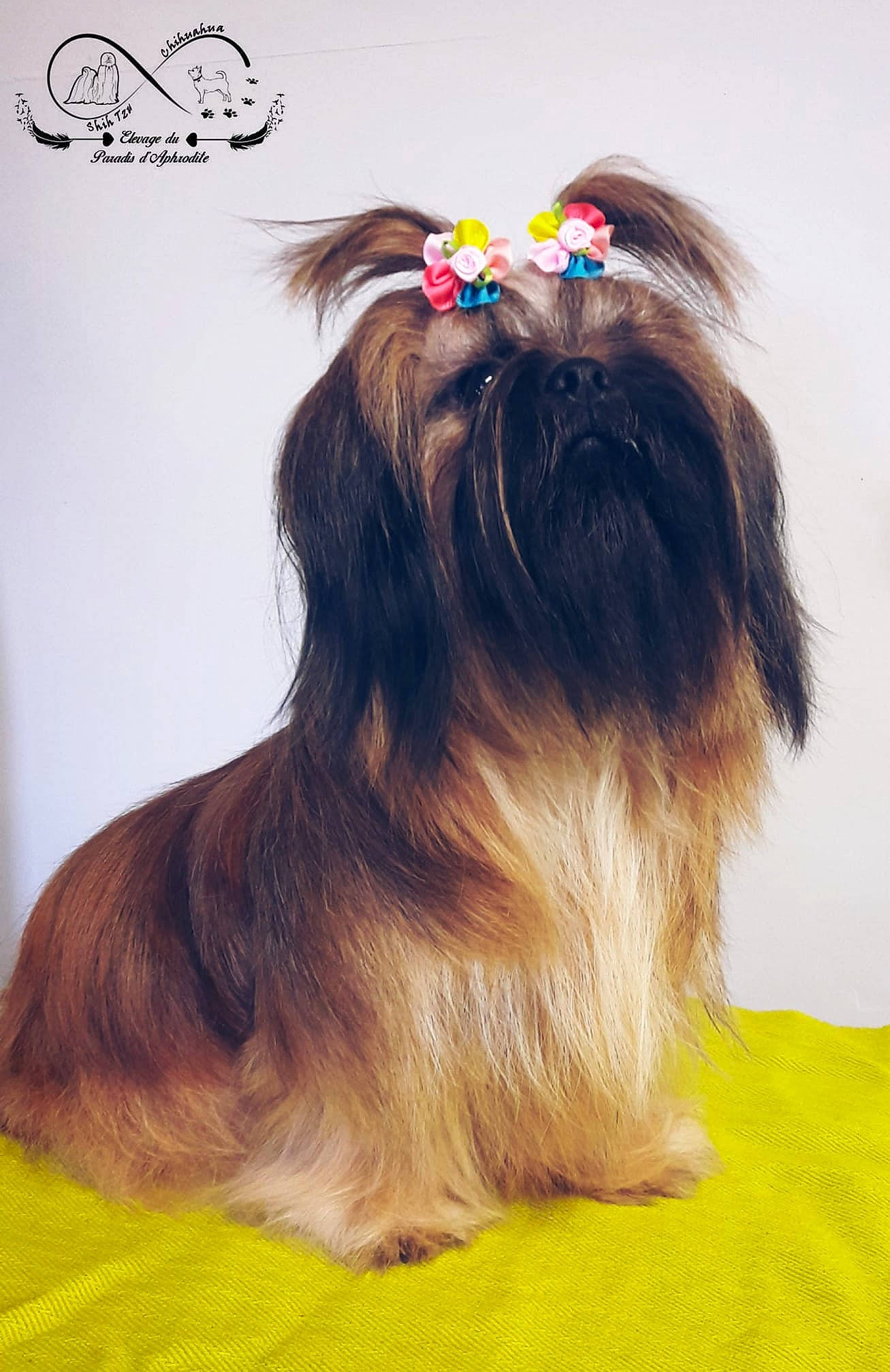N'Amour Du Paradis D'Aphrodite a rejoint le concours — aidez-le/la à gagner de superbes lots ! canidae, carnivore, companion_dog, dog, dog_breed, dog_supply, ear, fashion_accessory, fawn, fur, hair_accessory, happy, headband, liver, long_hair, snout, sporting_group, tail, toy_dog, working_animal